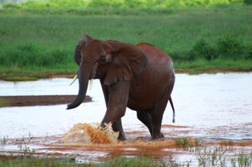 kenya 104